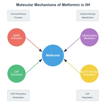 Figure 1: Mechanisms of Action of Metformin in IIH